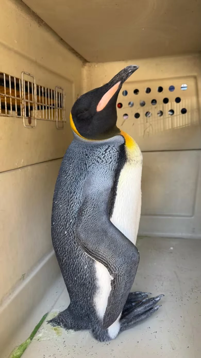 Povratak u more: Pušten kraljevski pingvin koji se iscrpljen pojavio na obali Visente Lopesa – image 1