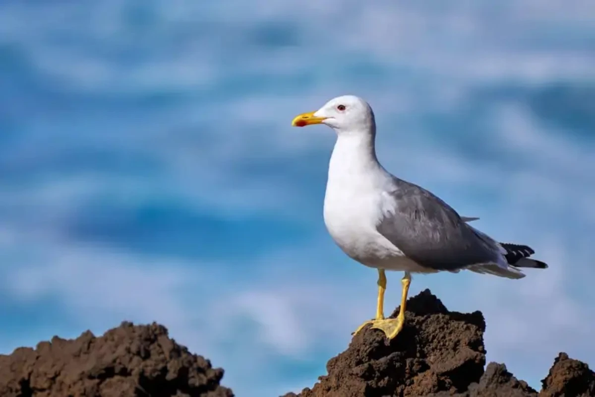 Zašto nam galebovi kradu hranu? Naučnici su koristili čips kako bi to otkrili – image 1