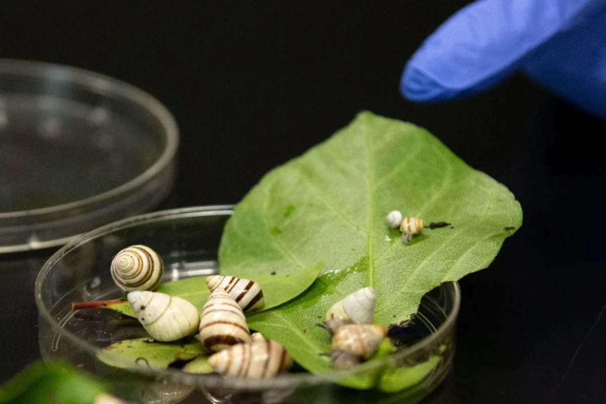 Naučnik je 1991. godine sačuvao jedanaest puževa kako bi sprečio njihov nestanak. Tri decenije kasnije, hiljadu njih se vraća u šume Havaja – image 1