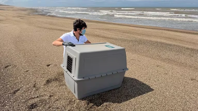 Povratak u more: Pušten kraljevski pingvin koji se iscrpljen pojavio na obali Visente Lopesa – image 2