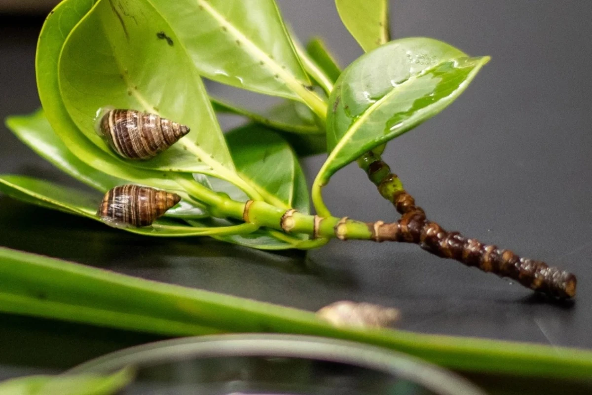 Naučnik je 1991. godine sačuvao jedanaest puževa kako bi sprečio njihov nestanak. Tri decenije kasnije, hiljadu njih se vraća u šume Havaja – image 2