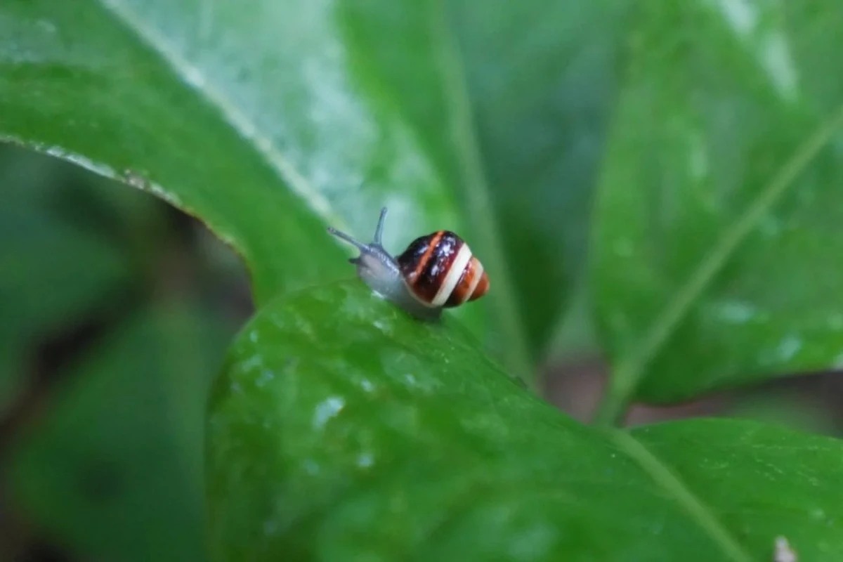 Naučnik je 1991. godine sačuvao jedanaest puževa kako bi sprečio njihov nestanak. Tri decenije kasnije, hiljadu njih se vraća u šume Havaja – image 3